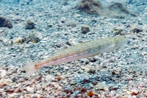 Atlantic lizardfish — Diego Delso / Wikimedia Commons / CC BY-SA 4.0