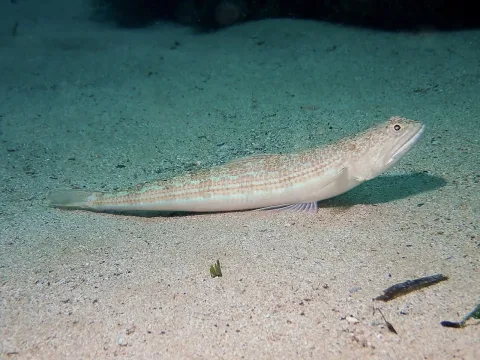 Atlantic lizardfish — jujurenoult / Wikimedia Commons / CC BY 4.0
