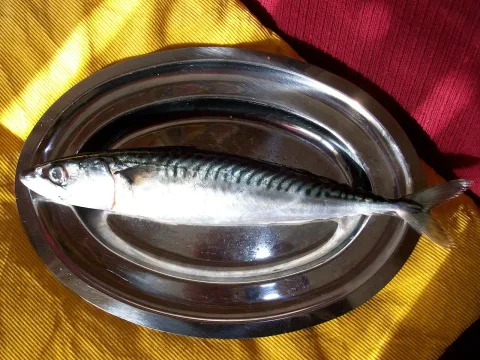 Atlantic mackerel — Assianir / Wikimedia Commons / CC BY-SA 3.0