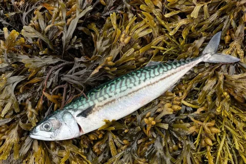 Atlantic mackerel — Mikael Nyman / Wikimedia Commons / CC BY 4.0