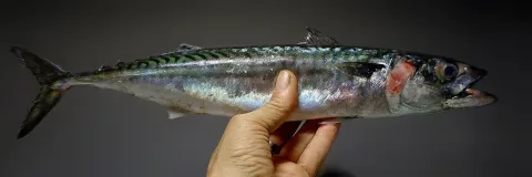 Atlantic mackerel — Foto: Jonn Leffmann / Wikimedia Commons / CC BY 3.0