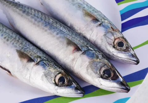 Atlantic mackerel — Petar Milošević / Wikimedia Commons / CC BY-SA 4.0