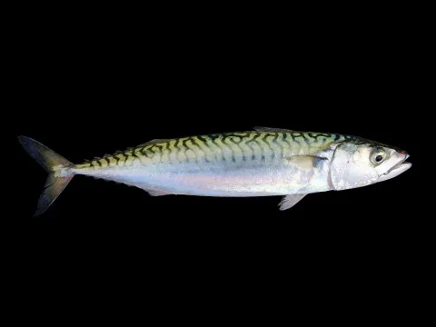 Atlantic mackerel — Hans Hillewaert / Wikimedia Commons / CC BY-SA 4.0