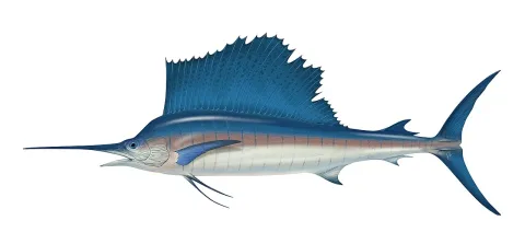 Atlantic sailfish — Patrick.lynch / Wikimedia Commons / CC BY 4.0