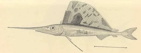 Atlantic sailfish — George Brown Goode / Wikimedia Commons / Public domain