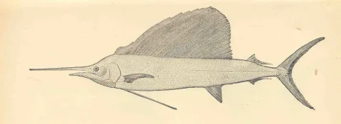 Atlantic sailfish — H. L. Todd / Wikimedia Commons / Public domain