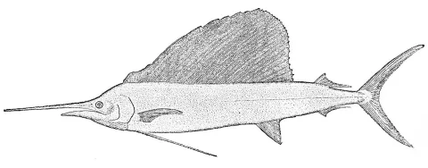 Atlantic sailfish — Unknown authorUnknown author / Wikimedia Commons / Public domain