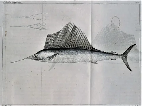 Atlantic sailfish — Jacques Christophe Werner (1798-1856) / Wikimedia Commons / Public domain