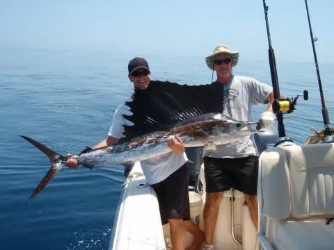 Atlantic sailfish — WIDTTF / Wikimedia Commons / CC BY-SA 2.0