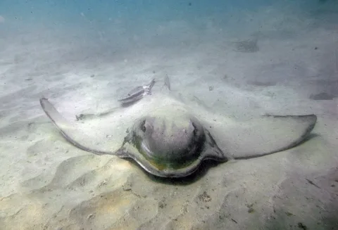 Australian bull ray — Sylke Rohrlach from Sydney / Wikimedia Commons / CC BY-SA 2.0