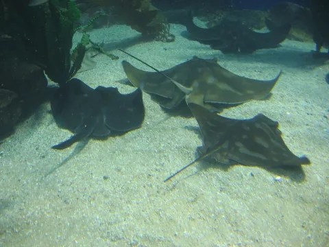Australian bull ray — Joe Bennett / Wikimedia Commons / CC BY 2.0