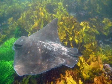Australian bull ray — Sylke Rohrlach from Sydney / Wikimedia Commons / CC BY-SA 2.0