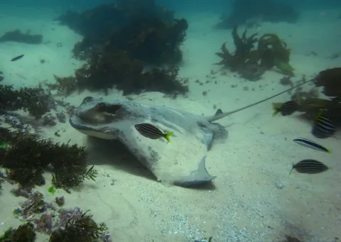 Australian bull ray — Sylke Rohrlach from Sydney / Wikimedia Commons / CC BY-SA 2.0
