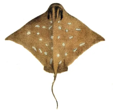 Australian bull ray — Arthur Bartholemew / Wikimedia Commons / Public domain