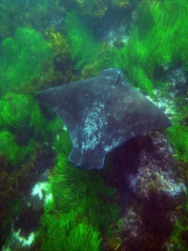 Australian bull ray — Sylke Rohrlach from Sydney / Wikimedia Commons / CC BY-SA 2.0