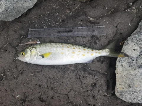 Australian salmon — Lek Khauv / Wikimedia Commons / CC BY 4.0