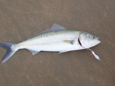 Australian salmon — zoology / Wikimedia Commons / CC0