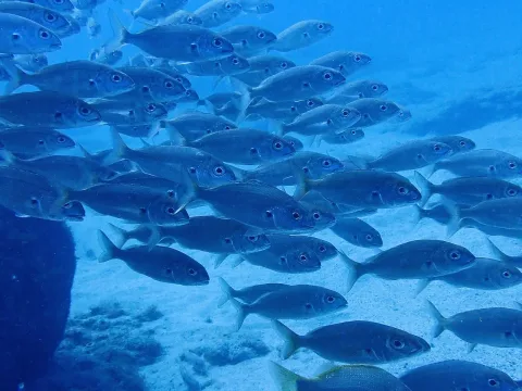 Axillary seabream — donalddavesne / Wikimedia Commons / CC BY 4.0