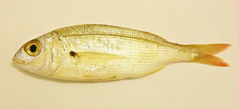 Axillary seabream — Foundling / Wikimedia Commons / CC BY-SA 3.0