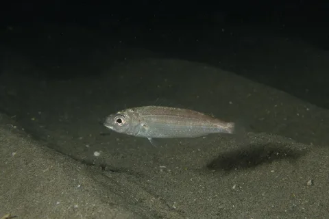 Axillary seabream — jujurenoult / Wikimedia Commons / CC BY 4.0