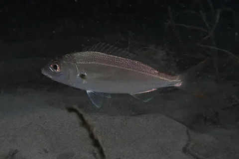 Axillary seabream — jujurenoult / Wikimedia Commons / CC BY 4.0