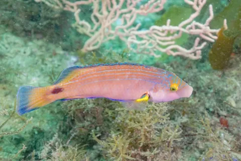 Axillary wrasse — Diego Delso / Wikimedia Commons / CC BY-SA 4.0