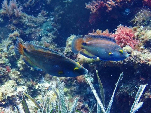 Axillary wrasse — Donald Davesne / Wikimedia Commons / CC BY 4.0