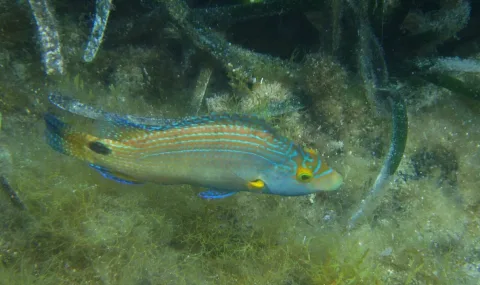Axillary wrasse — Yves Bas / Wikimedia Commons / CC BY 4.0