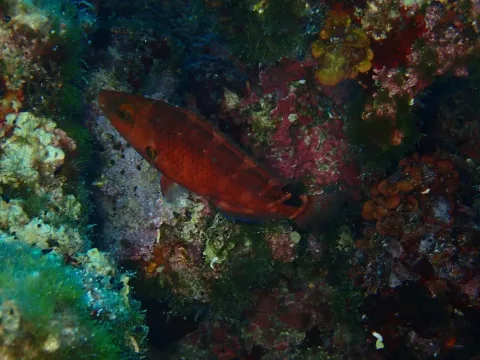 Axillary wrasse — Juraj Ahel / Wikimedia Commons / CC BY 4.0