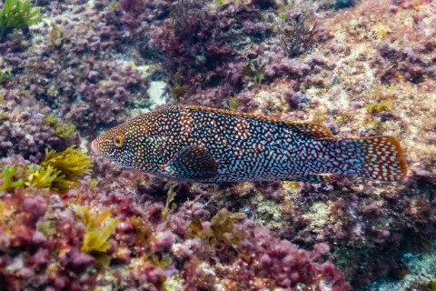 Ballan wrasse — Diego Delso / Wikimedia Commons / CC BY-SA 4.0