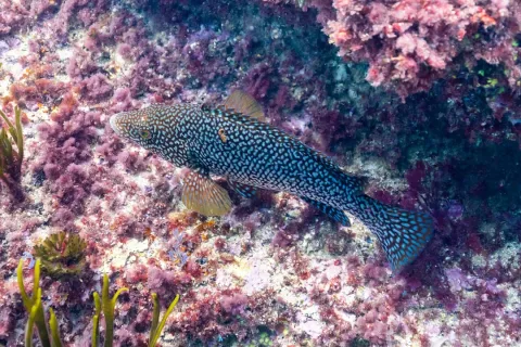 Ballan wrasse — Diego Delso / Wikimedia Commons / CC BY-SA 4.0