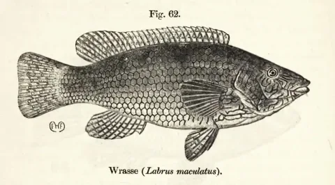 Ballan wrasse — W H Flower / Wikimedia Commons / Public domain