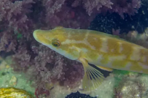 Ballan wrasse — Diego Delso / Wikimedia Commons / CC BY-SA 4.0