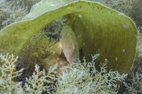 Ballan wrasse — Diego Delso / Wikimedia Commons / CC BY-SA 4.0