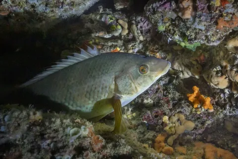 Ballan wrasse — Diego Delso / Wikimedia Commons / CC BY-SA 4.0