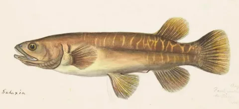 Banded kokopu — Joseph Drayton / Wikimedia Commons / Public domain