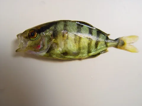 Banded rudderfish — SEFSC Pascagoula Laboratory; Collection of Brandi Noble, NOAA/NMFS/SEFSC. / Wikimedia Commons / Public domain