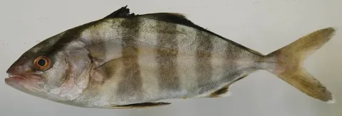 Banded rudderfish — Smithsonian Environmental Research Center / Wikimedia Commons / CC BY 2.0