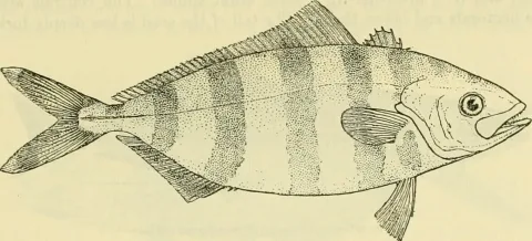 Banded rudderfish — Internet Archive Book Images / Wikimedia Commons / CC0
