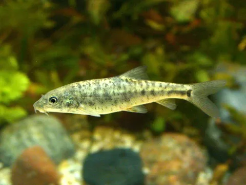 Barbel — Sven.petersen / Wikimedia Commons / CC BY-SA 3.0