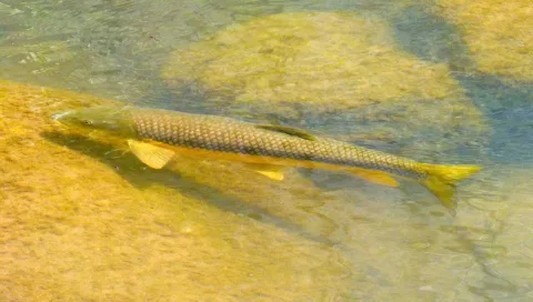 Barbel — gailhampshire from Cradley, Malvern, U.K / Wikimedia Commons / CC BY 2.0