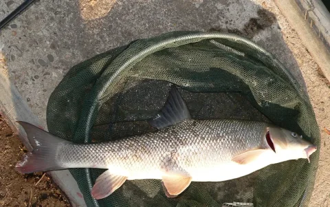 Barbel — Viridiflavus / Wikimedia Commons / CC BY-SA 3.0