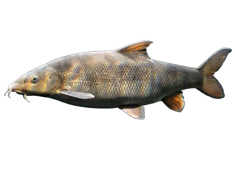 Barbel — Original: Linie29 (Derivative work: Ellicrum) / Wikimedia Commons / CC BY-SA 4.0