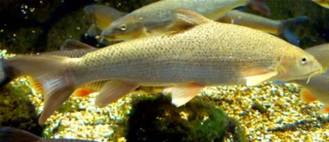Barbel — Neil Phillips from uk / Wikimedia Commons / CC BY 2.0