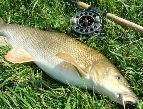Barbus borysthenicus — http://fish.kiev.ua / Wikimedia Commons / Public domain