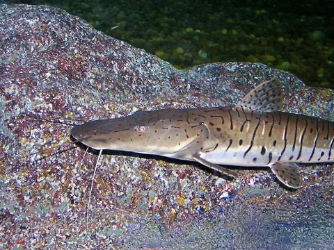 Barred sorubim — NasserHalaweh / Wikimedia Commons / CC BY-SA 4.0