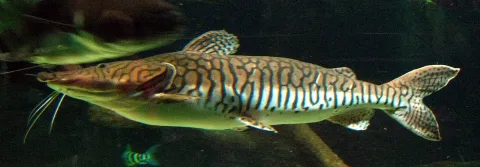 Barred sorubim — This photo has been taken by Matthieu Sontag (User:Mirgolth) and released under the licenses stated below. You are free / Wikimedia Commons / CC BY-SA 3.0