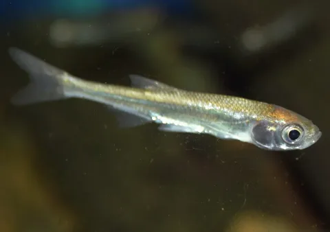 Belica — Karelj / Wikimedia Commons / CC0