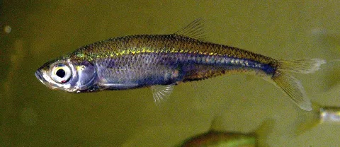 Belica — Viridiflavus / Wikimedia Commons / CC BY-SA 3.0