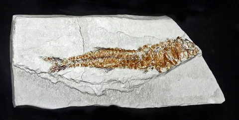 Big-scale sand smelt — Hectonichus / Wikimedia Commons / CC BY-SA 4.0